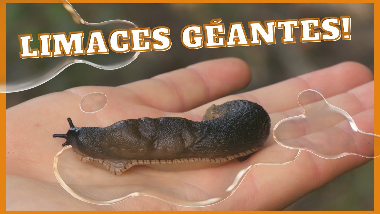 La limace géante du mont Bellevue