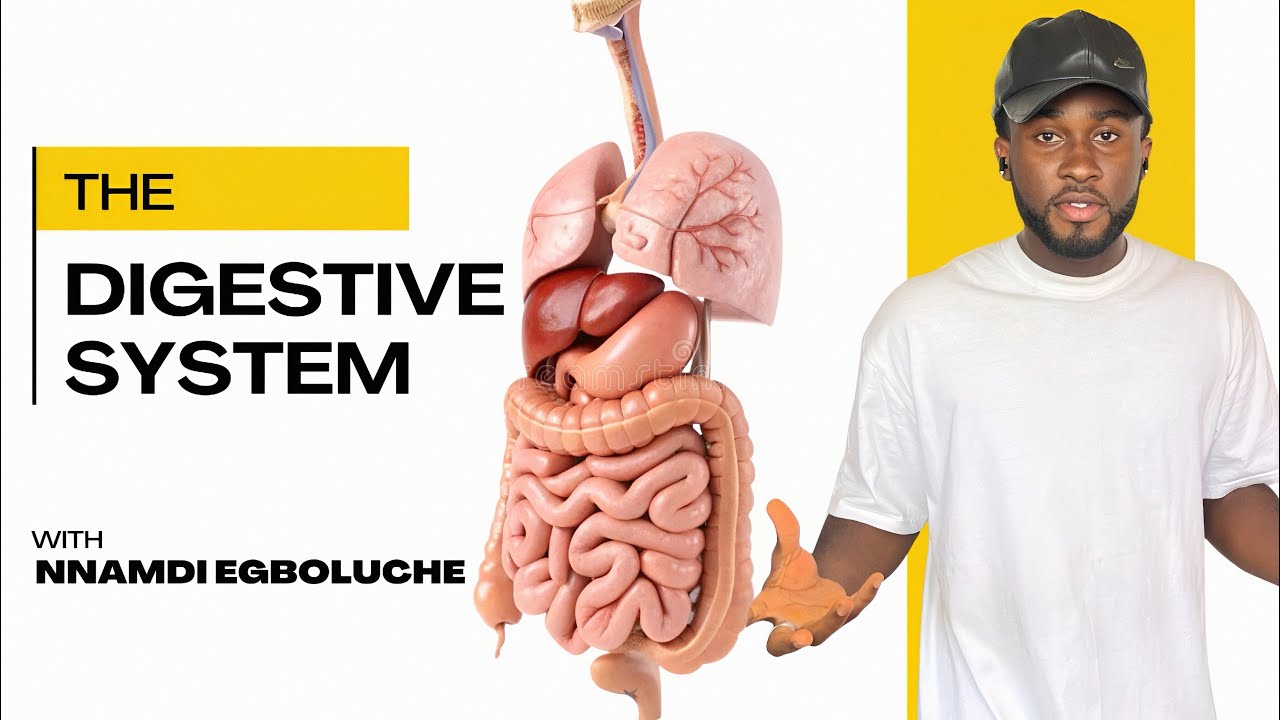 Digestive System Explained | Anatomy & Physiology Made Simple