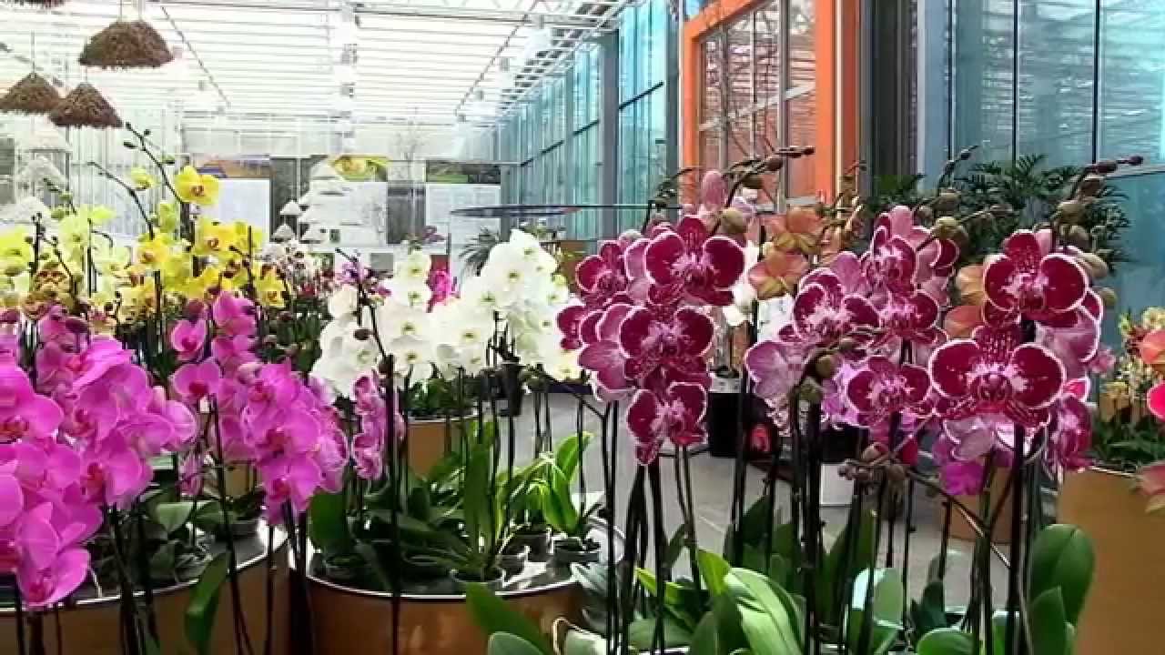 Trópusi kert és orchidea farm Dobronakon