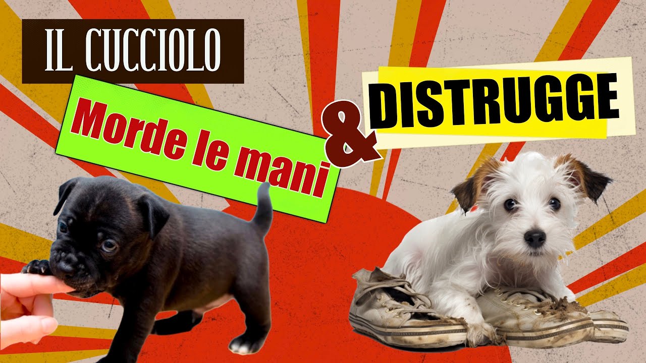 Cucciolo che morde le mani inferocito, come farlo smettere?