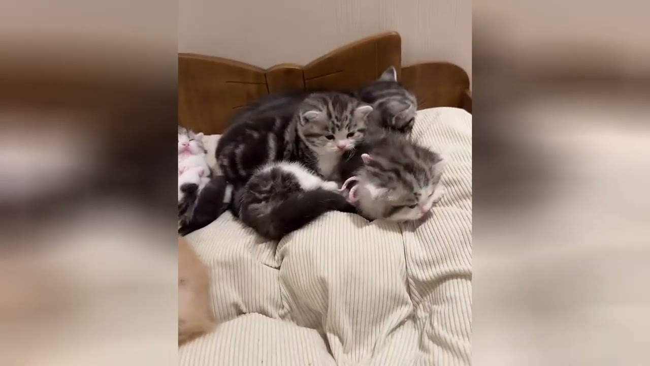 A kitten's curiosity is the cutest thing you will see