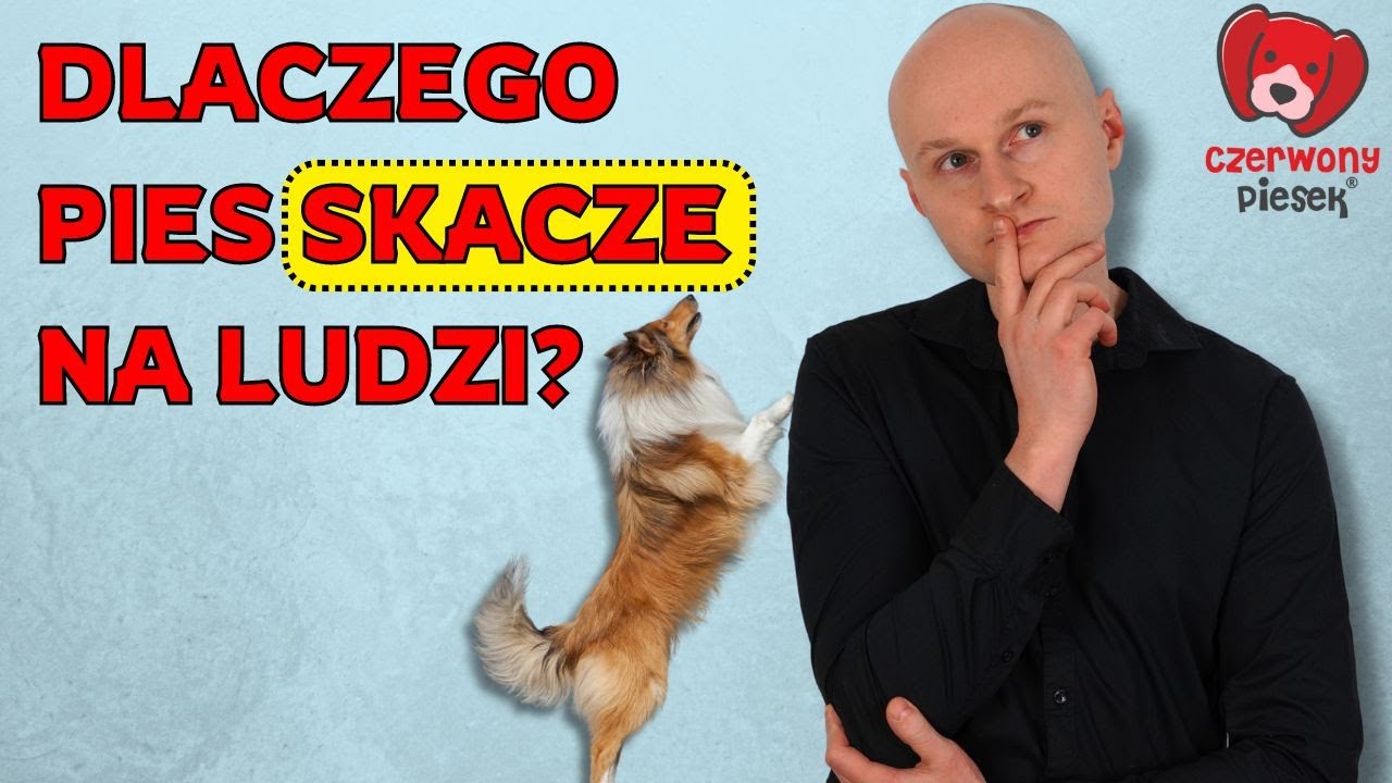 6 sposobów jak oduczyć psa SKAKANIA na ludzi?