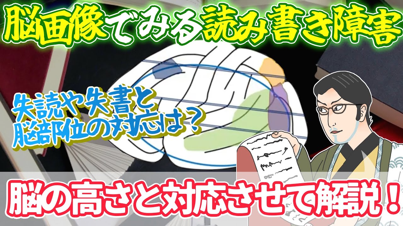 【脳画像でみる読み書き障害】失読や失書と脳部位の対応は？/脳の高さと対応させて解説！