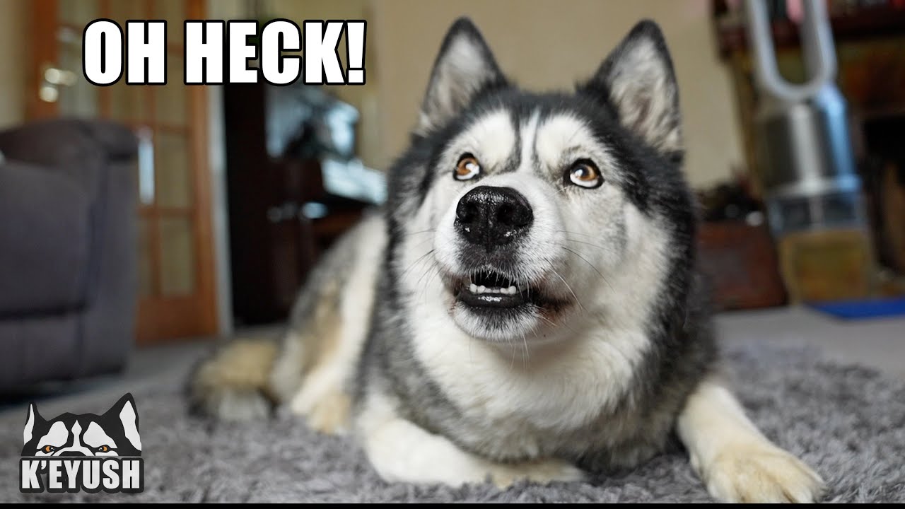 A Bird Got REVENGE On My HUSKY! He’s Angry!