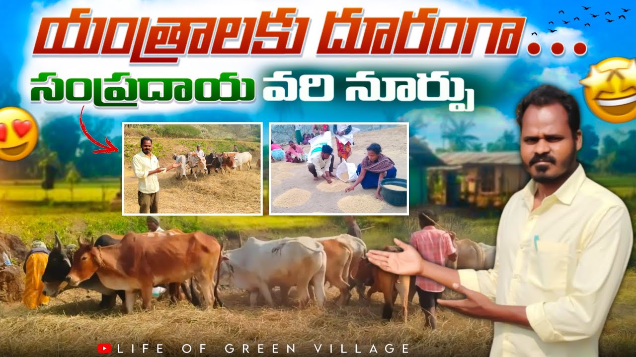 Traditional Paddy Threshing with Cattle || పూర్వకాల పద్ధతిలో వరి నూర్పు || Life Of Green Village 