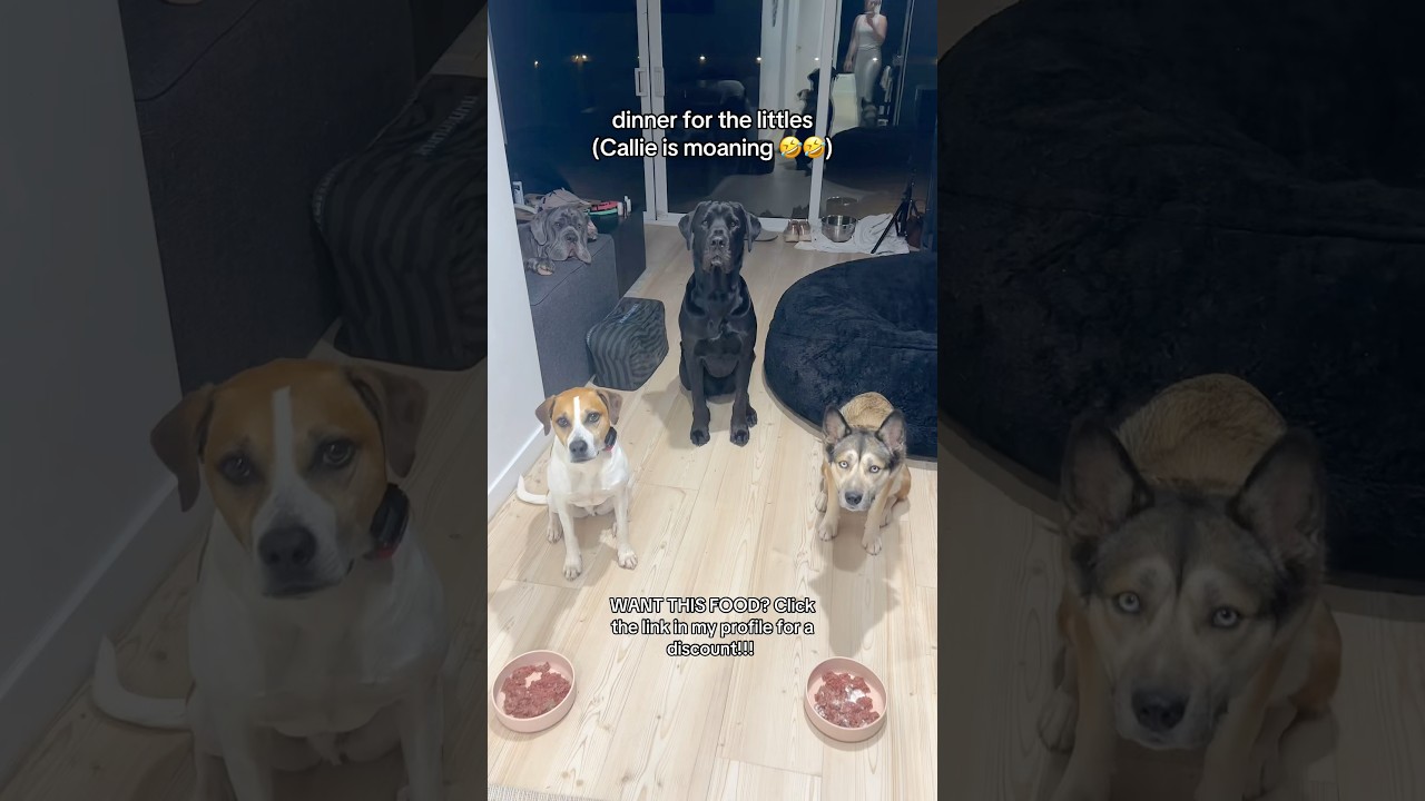dinner for the littles (Callie is moaning 🤣🤣) #rawfood #rawdogfood #foodfordogs #rawfooddiet