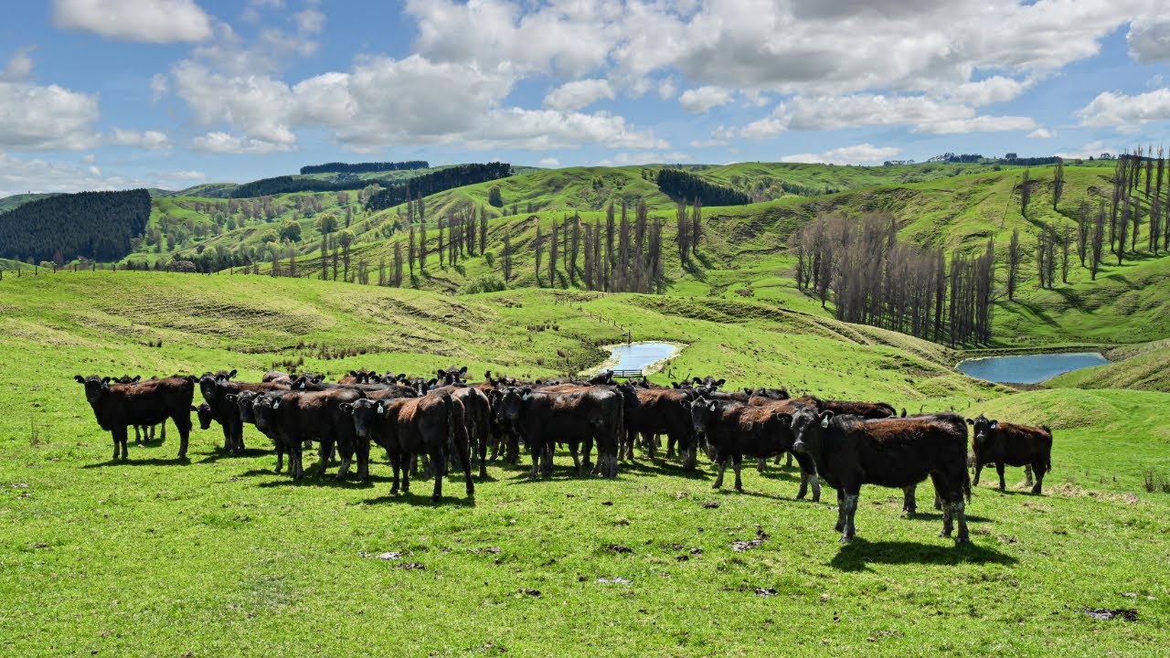 683 Bush Road, Wallingford, Central Hawke's Bay