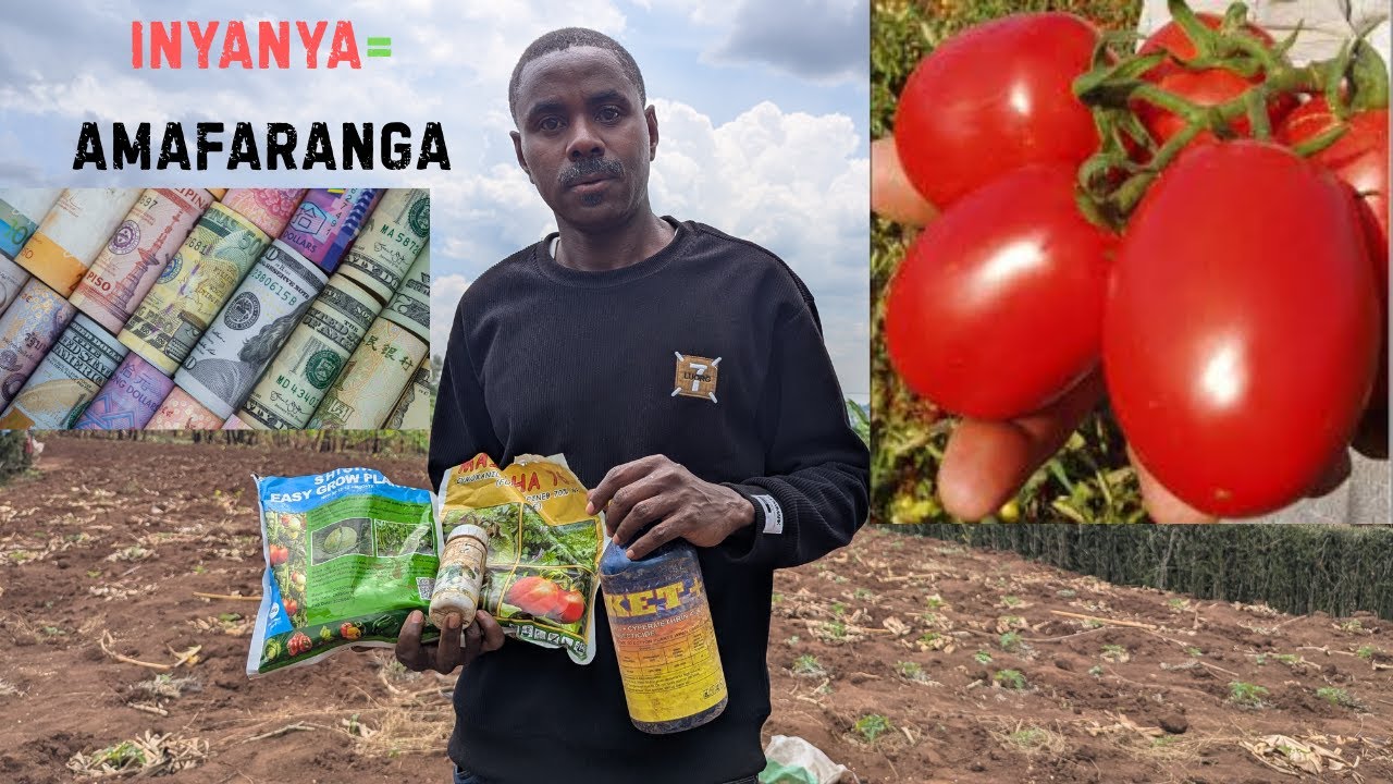 🍅💰 Inyanya Zaguhindura Miliyoneri Vuba — Uko Zitabwaho Uhereye Ku Guterwa Kugeza Zisaruwe!