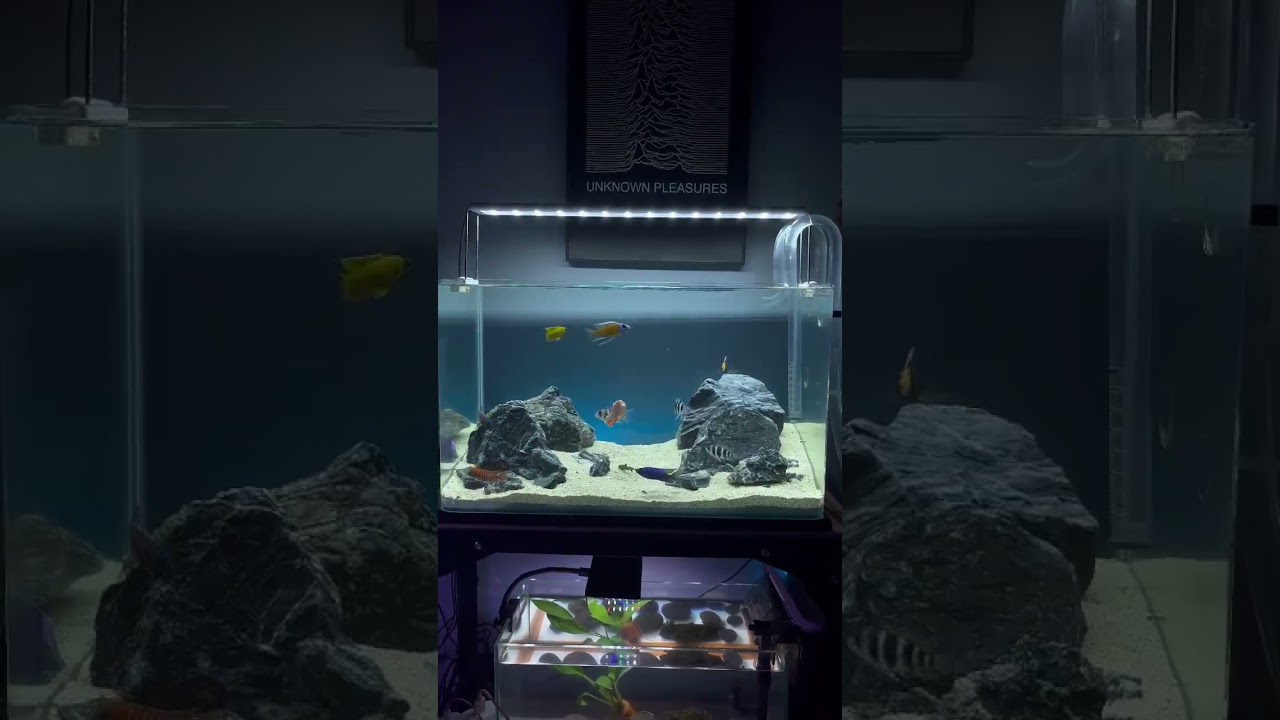 tank mini tetap bisa buat ikan cichlid afrika #cichlidafrika #cichlidtank #malawitank #foryou #fyp