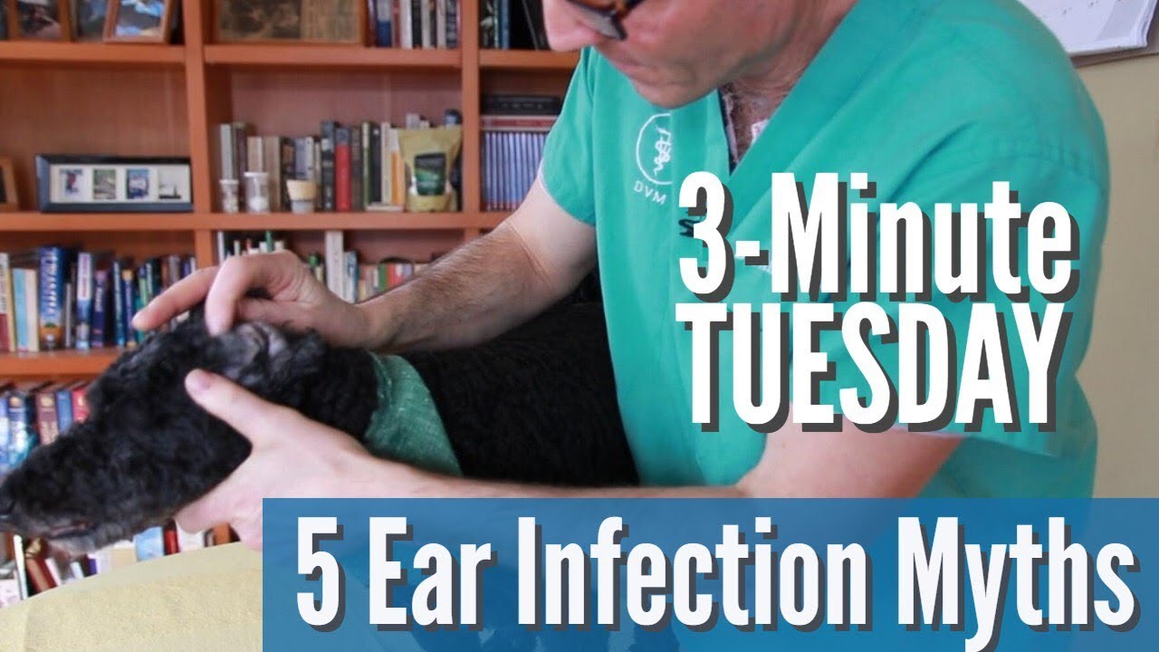 5 Dog Ear Infection Myths