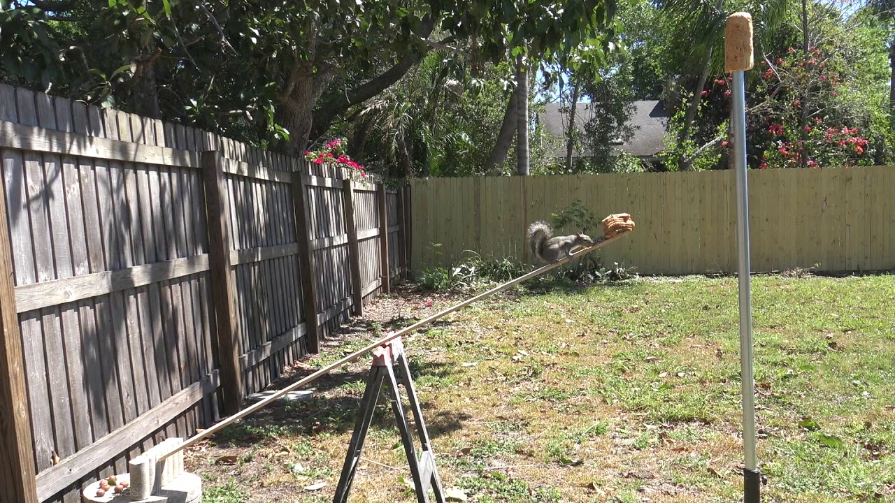 Gray Squirrels eating on an obstacle course | Eastern Gray Squirrels