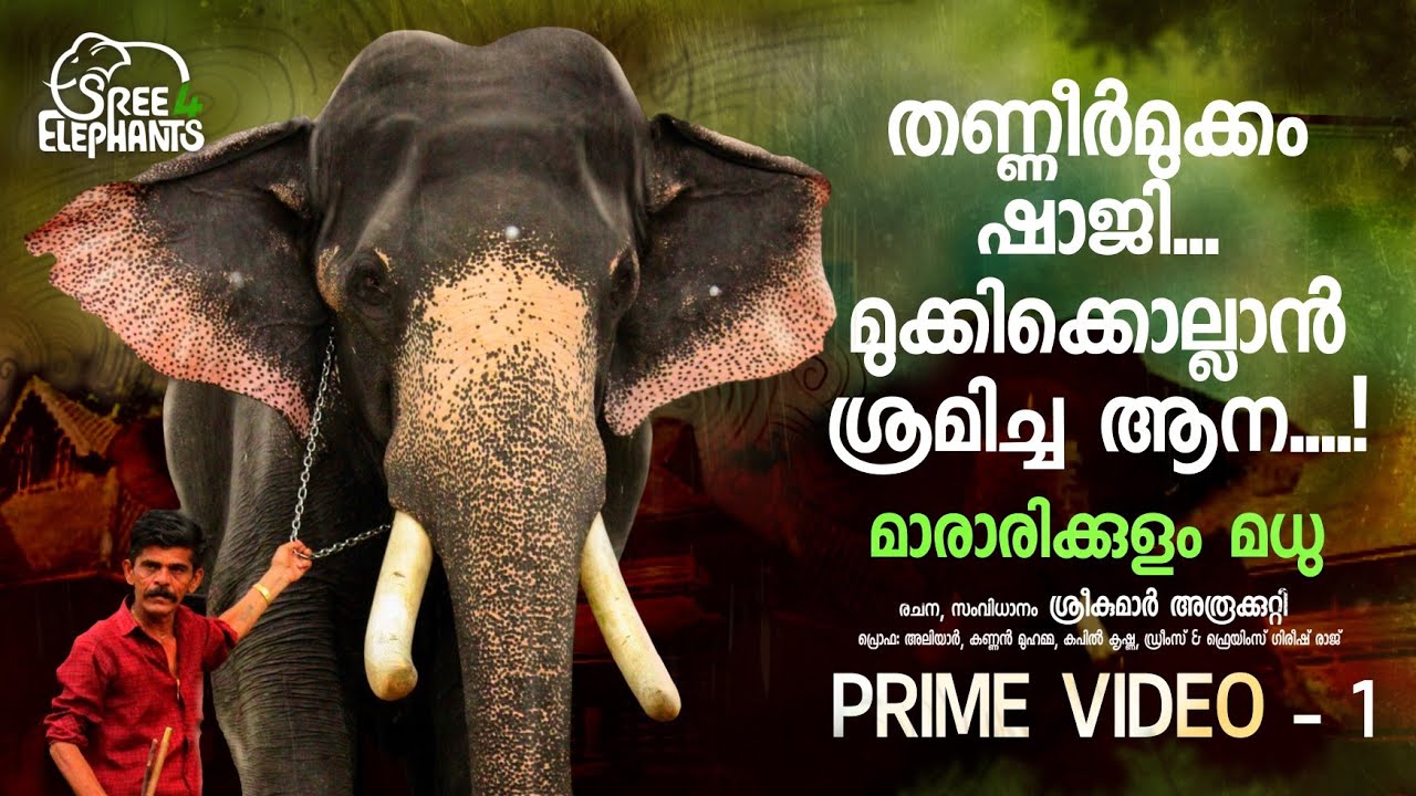 അലക്കി വീഴ്ത്തി ചവിട്ടിയരയ്ക്കാൻ കച്ചകെട്ടിയ ആനക്കലിപ്പൻ..!ആനക്കാരിലെ അത്ഭുതമായ തണ്ണീർമുക്കം ഷാജി..!