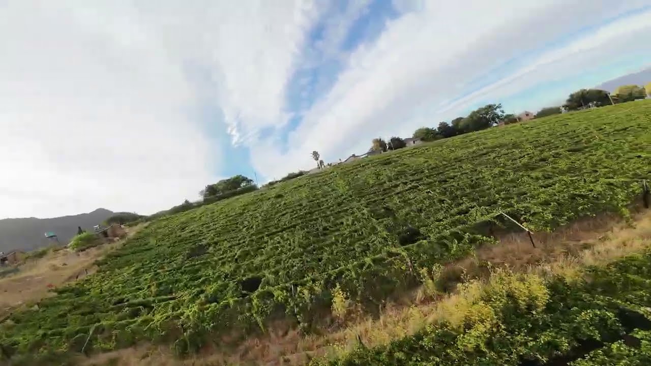 FPV Vineyard low flying run  -   #fpv #vineyards #fun #geprc