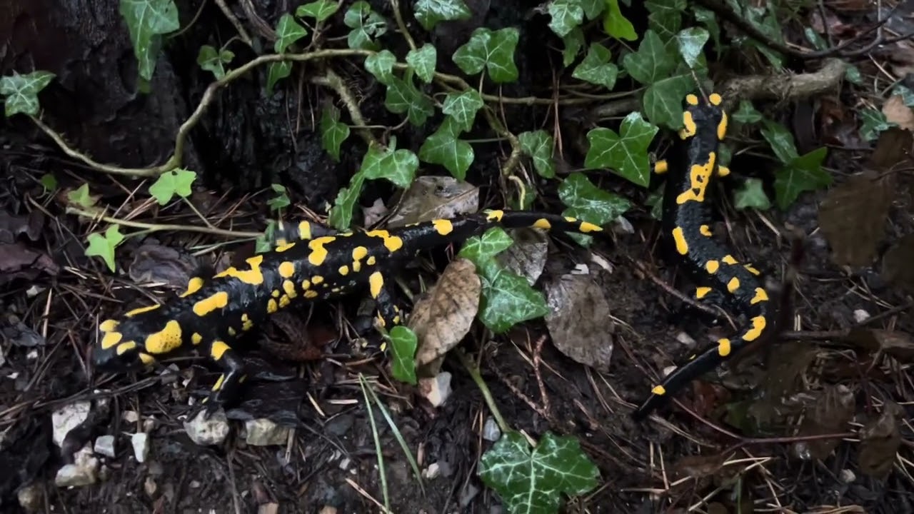 Salamander - Mating dance