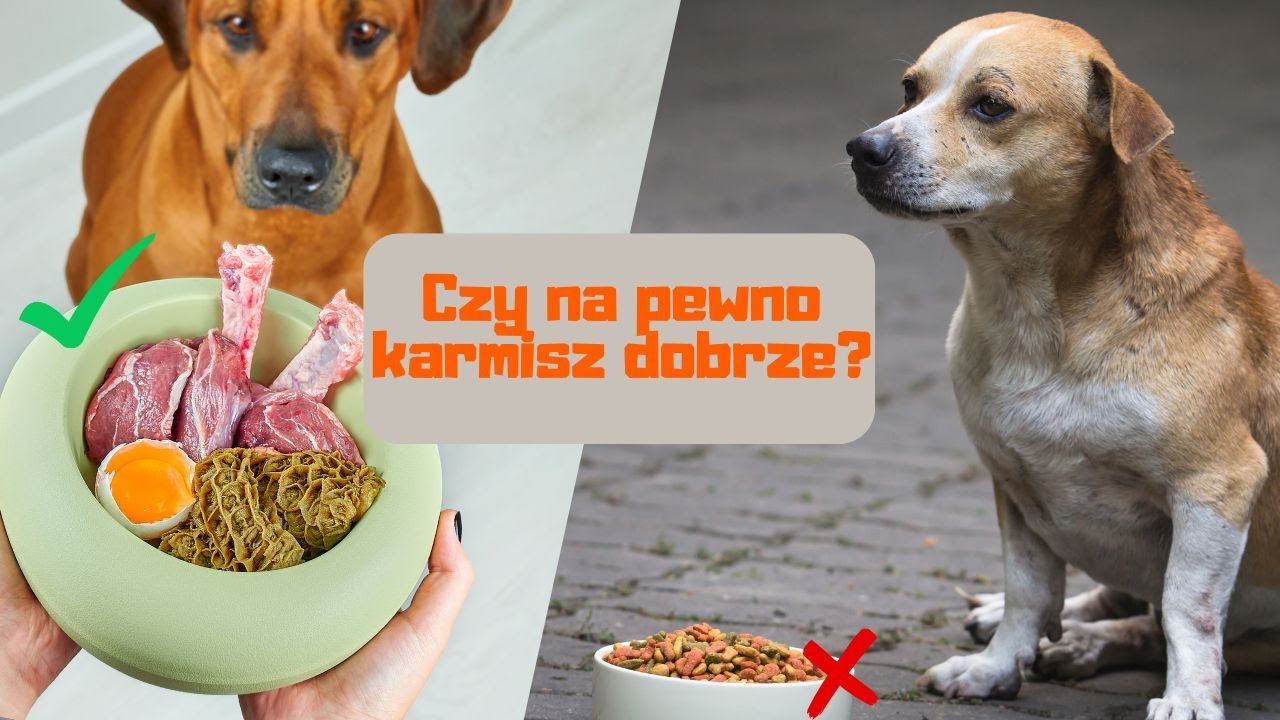 Czym karmić psa? Dietetyczne podstawy zdrowego żywienia!