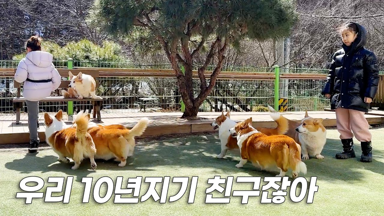 자기 이름 정확히 알아듣는 코기들.. 아니었나요??