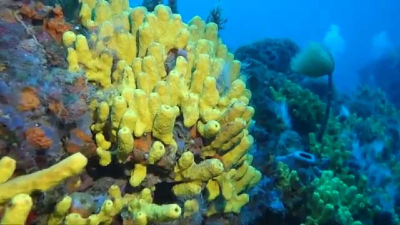 Diving in Croatia Vis Komiza 2015 Part III