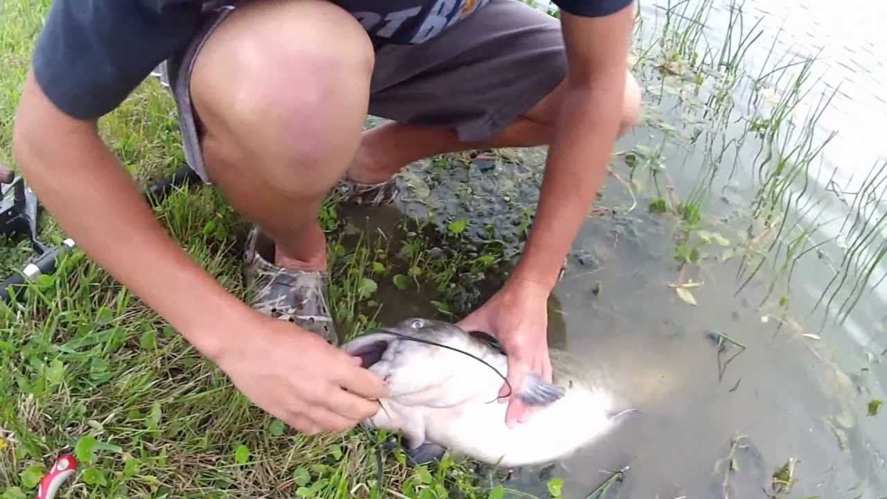 Catching A 13 Pound Channel Catfish in the Pond