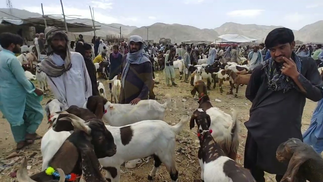 suniye Bakra mandi Quetta ki taza sorat e hall@MarketRate-k8g