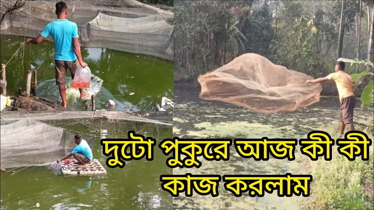 দুটো পুকুরে আজ কী কী কাজ করলাম #pond #villagepond #netfishing #colourfish #rosybarb #pondnetfishing 