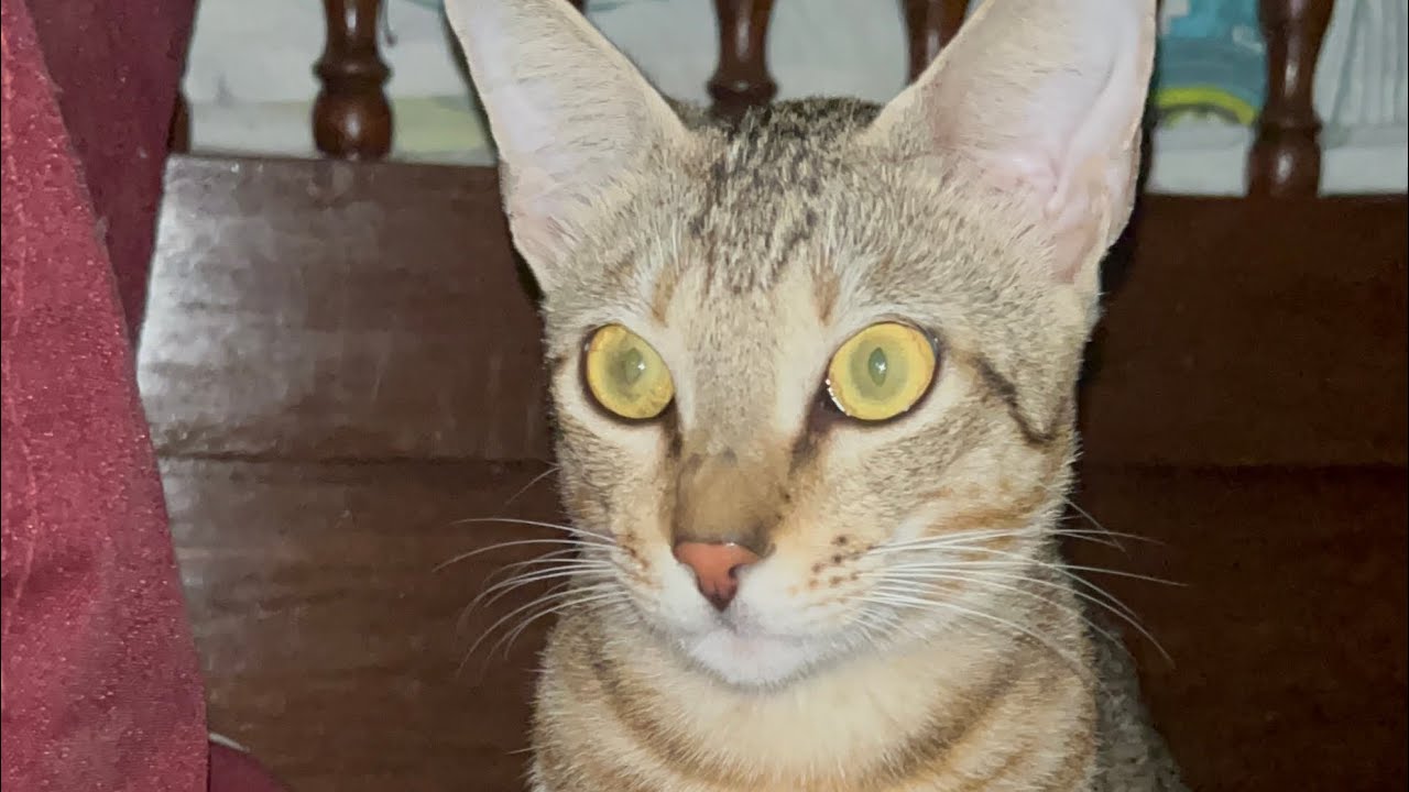 Cute cat video compilation #cat#animallife 