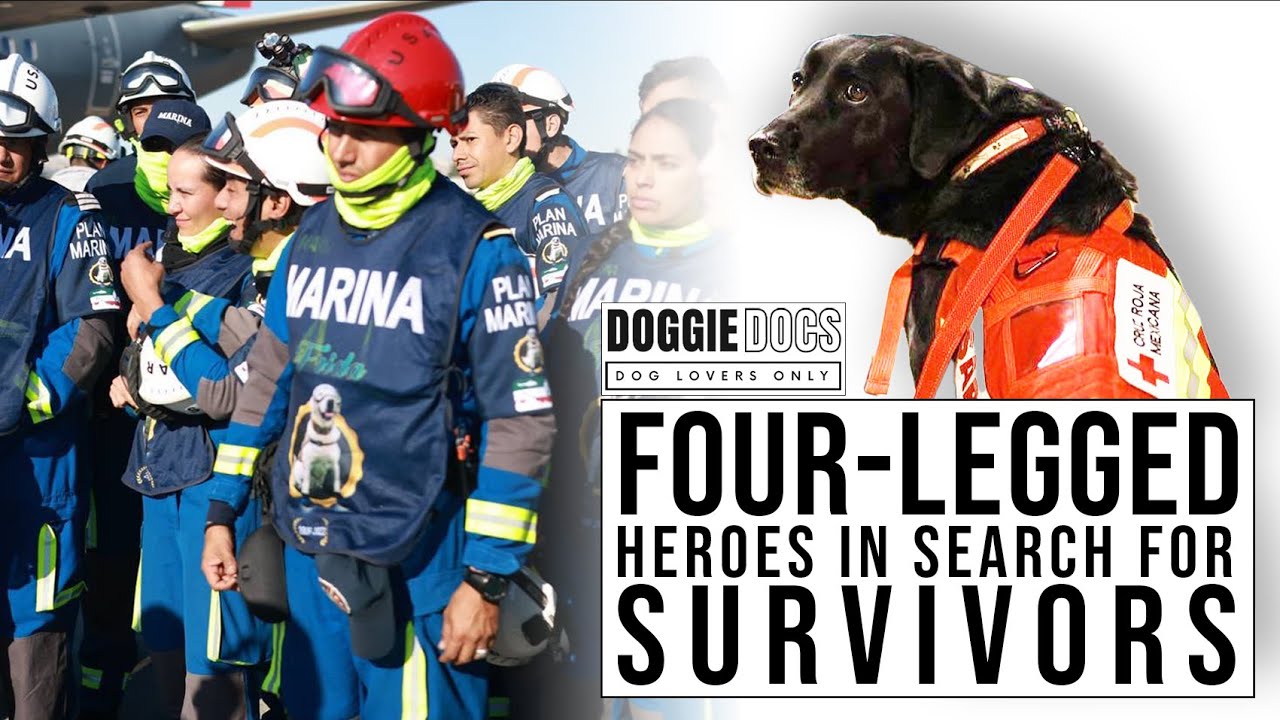 Search And Rescue Dogs Arrive In Turkey To Help After The Earthquake