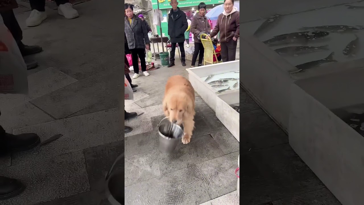 Esse cãozinho fofo resgata os PEIXINHOS! 