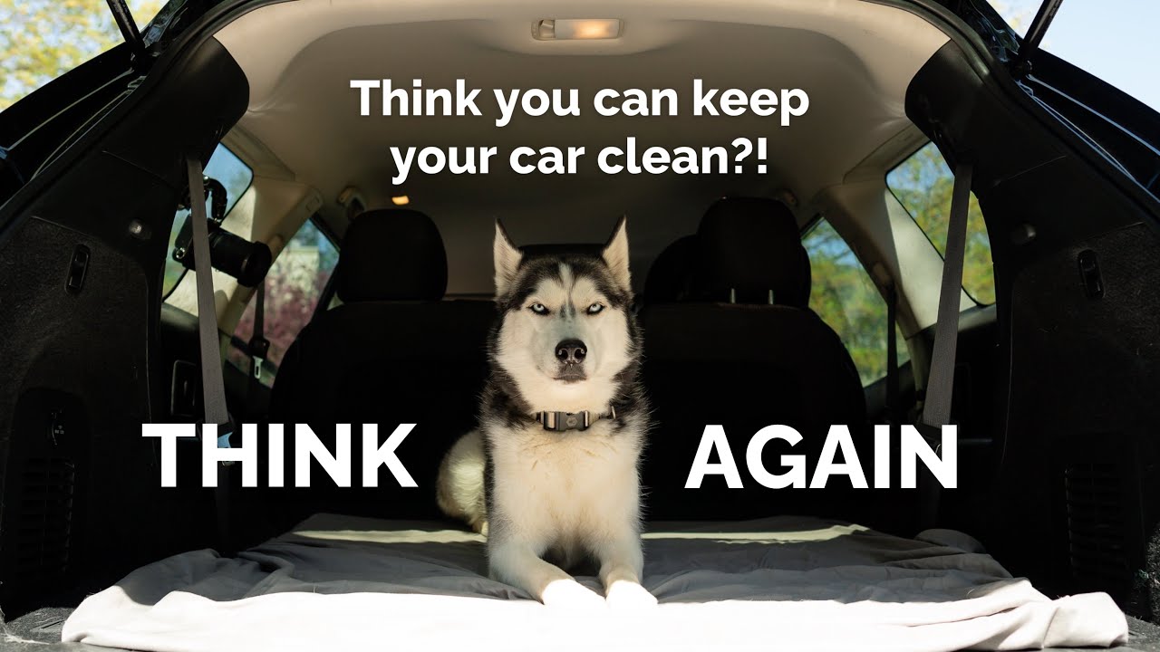 Keep your car clean with a dog