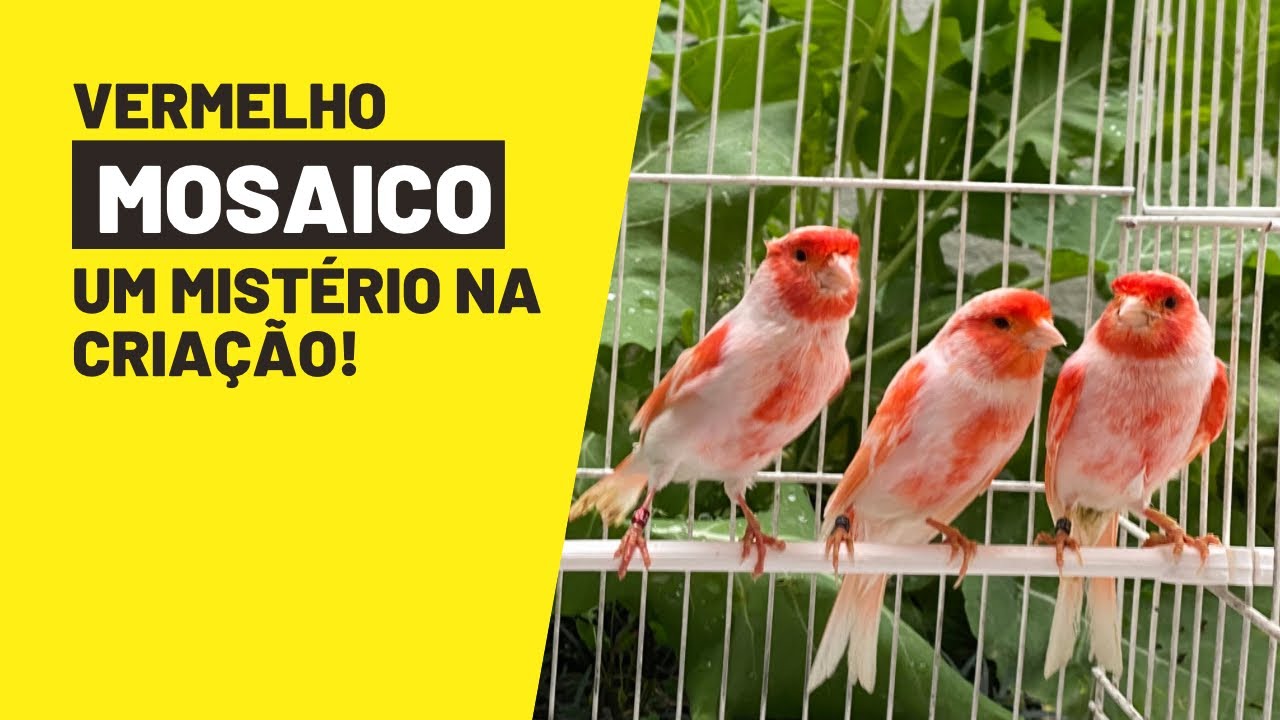 Criação de VERMELHO MOSAICO e seus problemas