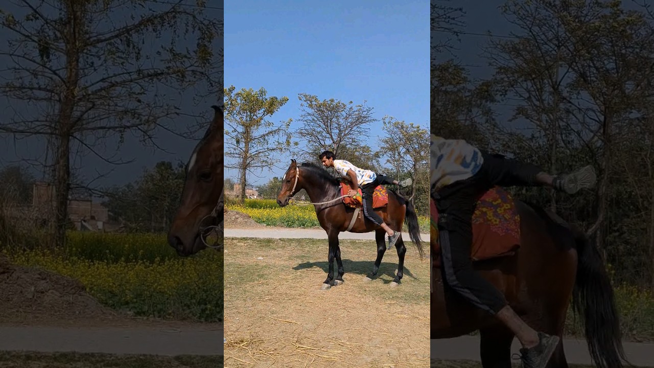 horse riding karna start ho gya #horse #horser #horsediet #horsevlog