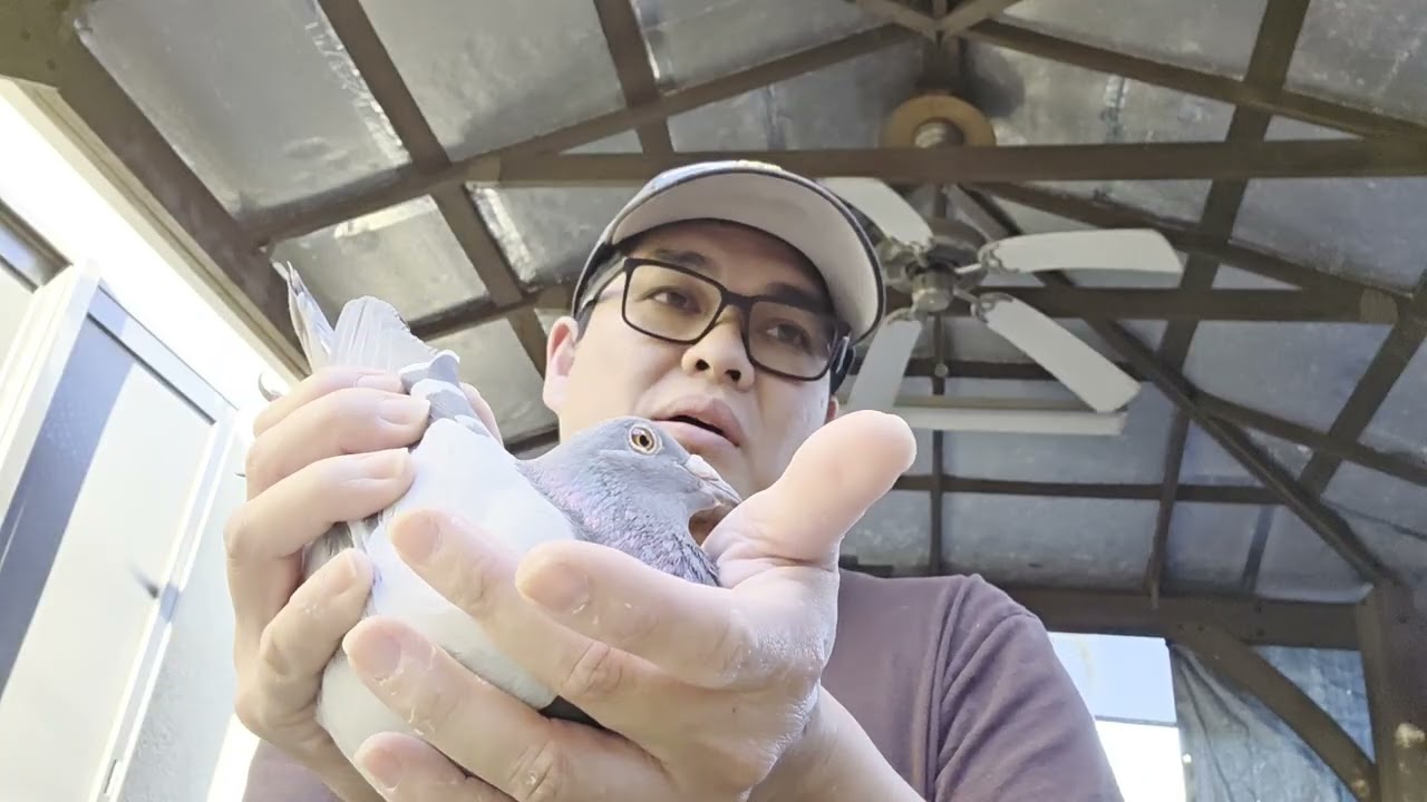 May nag request na makita breeder natin.Pasensya na at masakit bagang natin at nagla lock.