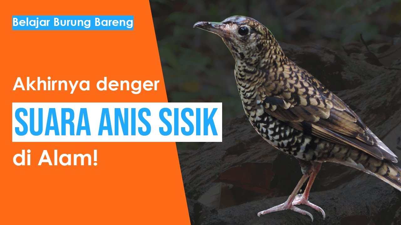 Mengamati burung Anis sisik / Punglor macan di Alam | Belajar Burung Bareng