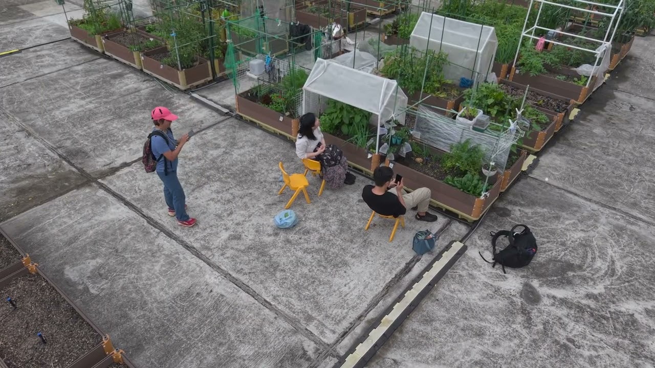 1/3/2026 石龍拱 禾雀￼花