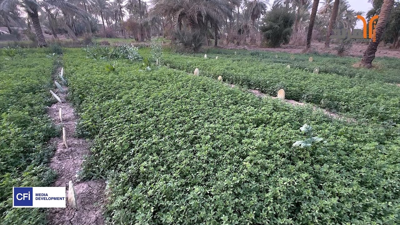 من آبار النفط إلى التين والزيتون، مهندس نفط من ميسان ينجح في استصلاح بساتين مهملة #qaribmedia