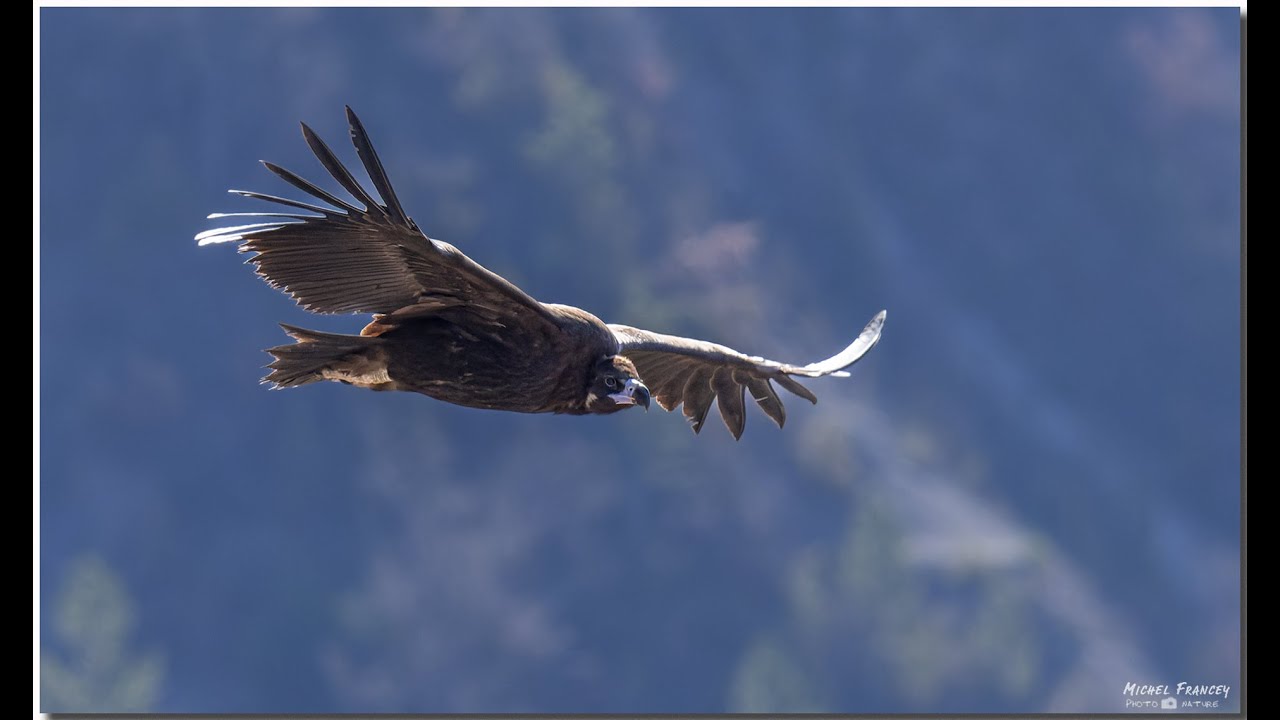 Vautours en Baronnies Provençales