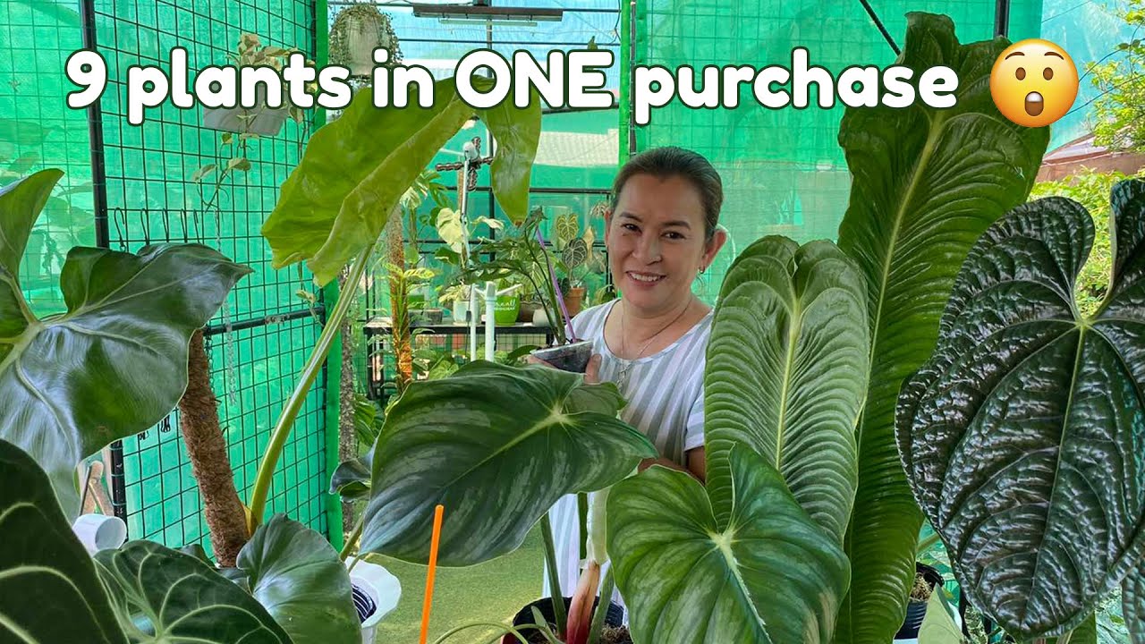 unexpected purchase ~ mother plants