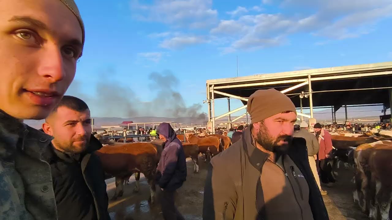 ÇORUM HAYVAN PAZARI BÜYÜKBAŞ 2 MART ÇEKİMİ 3.BÖLÜM 4 MART 2026