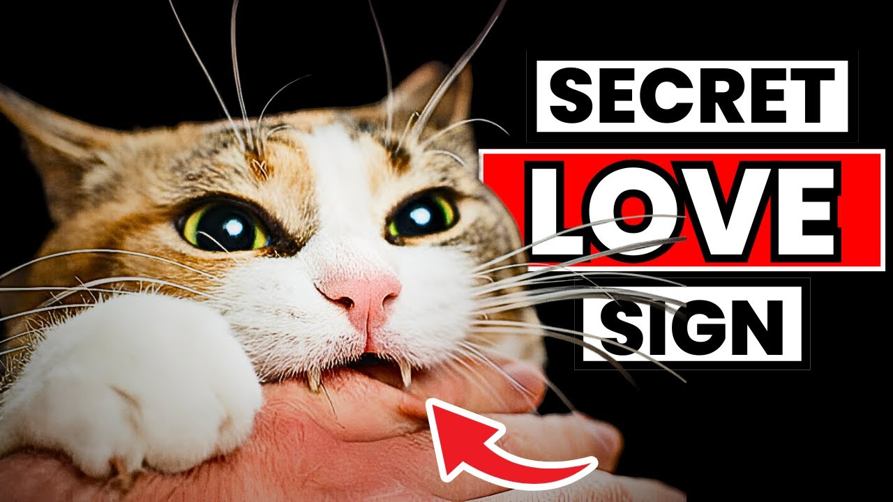 16 Signs Your Cats Sees You as Their Parent | Cat Behavior Tips