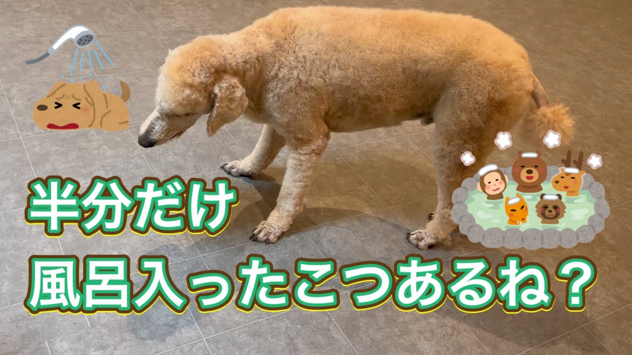半分だけ風呂に入ったことありますか？