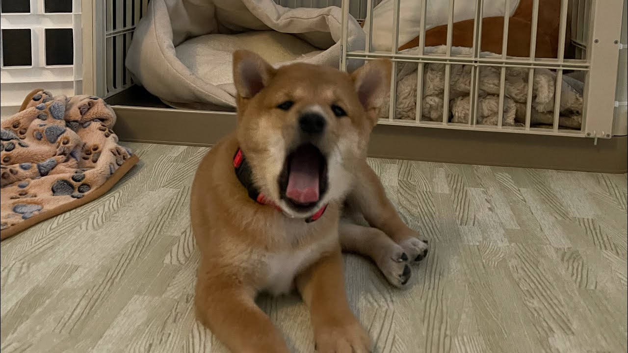 Bringing our Shiba Inu home