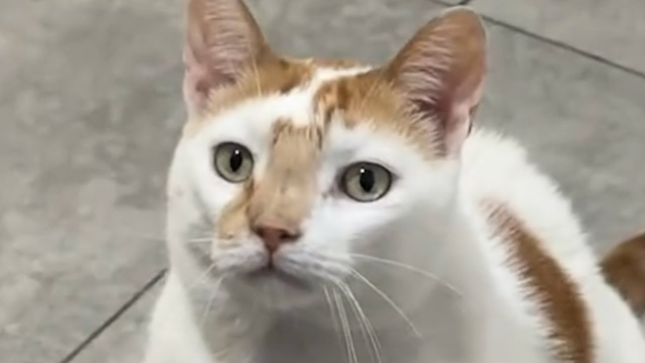 Cat pays back to vet in sweetest way