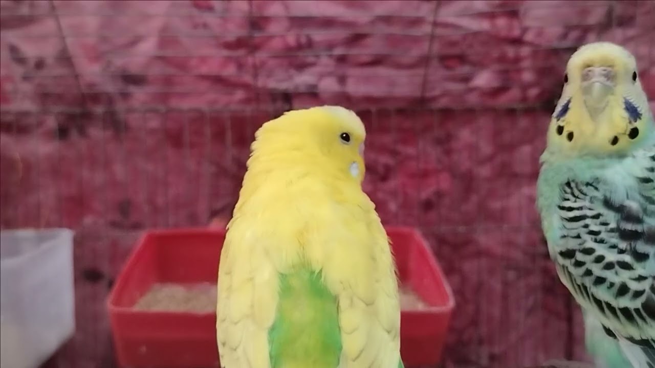 Bird's Lifestyle 69