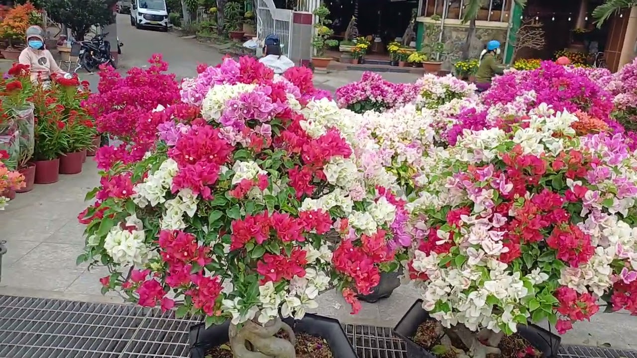 Hội Hoa Xuân Vĩnh Long Tp ...