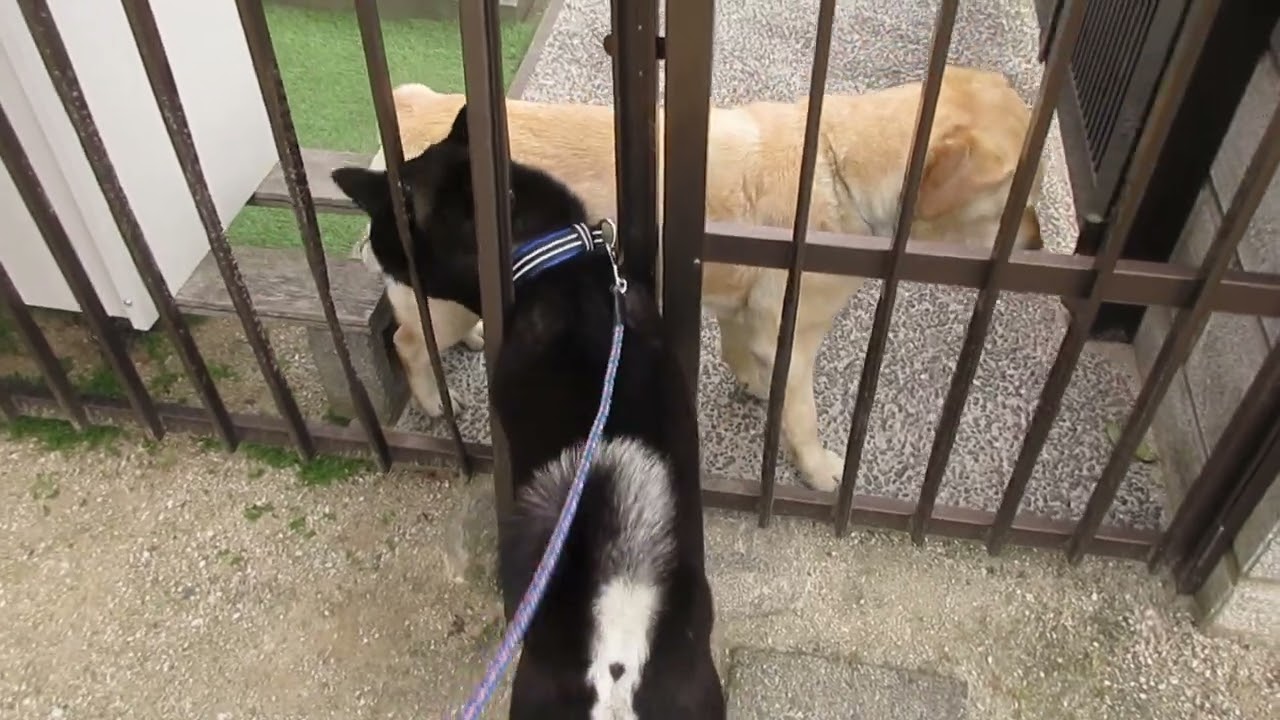 【オススメ】黒柴ワハハと笑える日々「柴犬と遊ぶ日々」2020.05.09-1