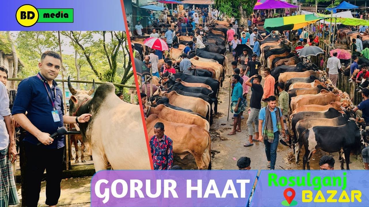 Cattle Market, Gorur Haat Rosulganj Bazar - Jagannathpur জমে উঠেছে কোরবানি গরুর হাট রসুলগঞ্জ বাজার