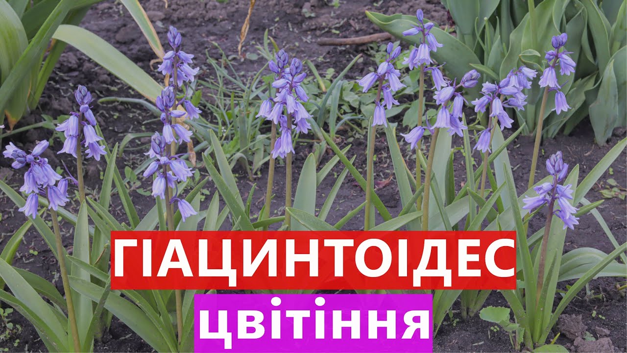ГІАЦИНТОІДЕС ОГЛЯД ЦВІТІННЯ 🌺