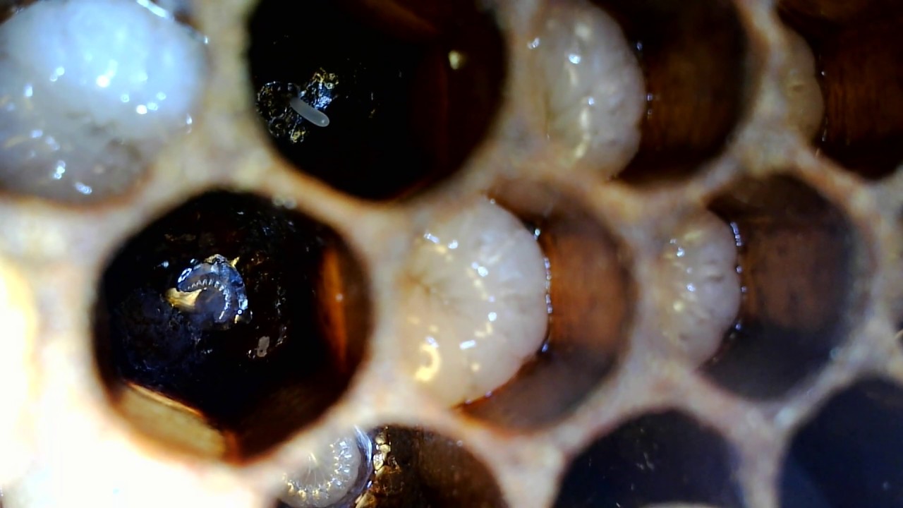 Queen bee grafting