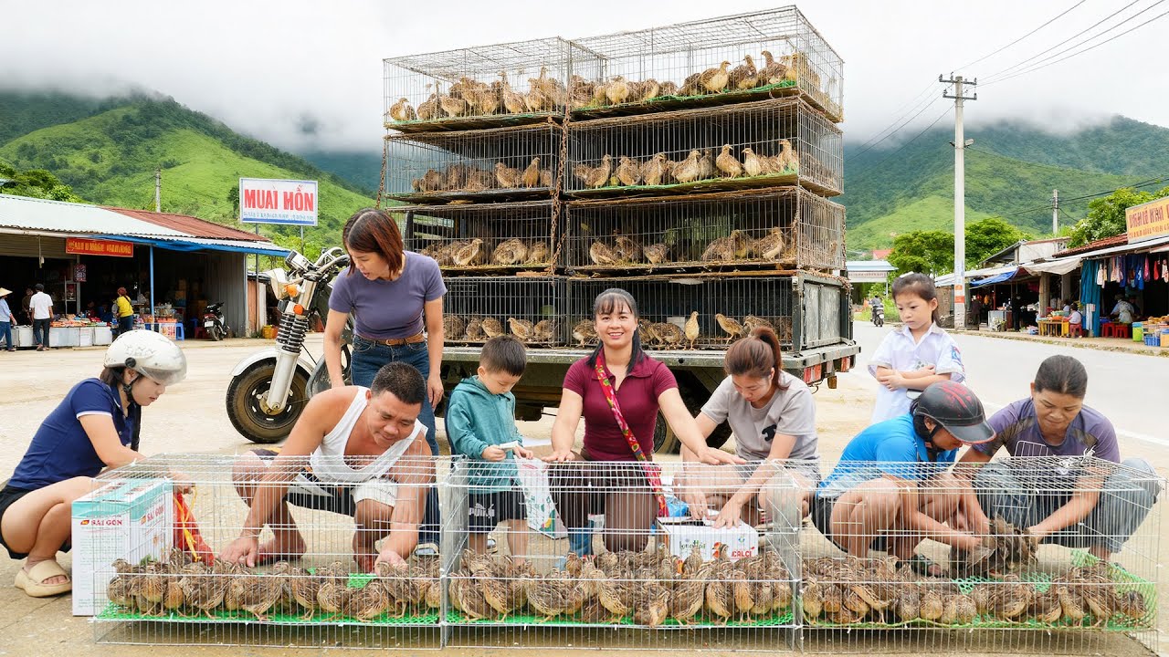 Harvesting 200 Quails, Use 3-Wheeled Truck To Transport Many Quails Goes To Market Sell
