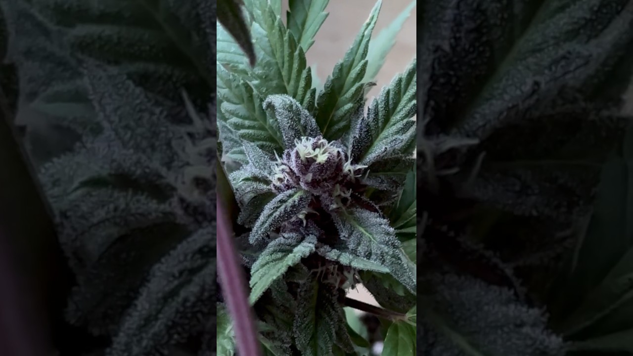 Что случилось после блумбастика?  #bloombastic #harvest #шмаль #план #драп #конопляноемасло #аутдор