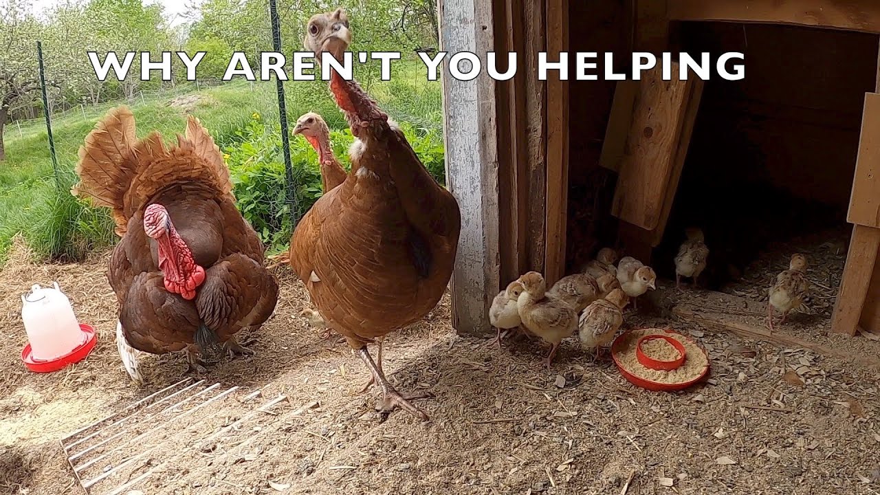 Индюк породы Бурбон Ред рад познакомиться со своими детенышами